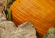 powdery mildew.png