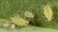 green aphids.png