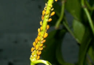 aphids.png