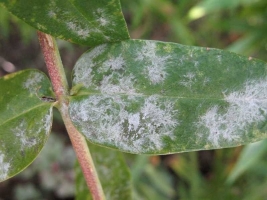 Powdery Mildew