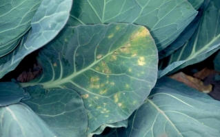 Downy Mildew