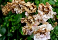 botrytis spot and blight.png