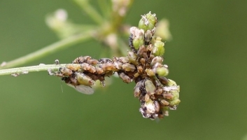 Aphids