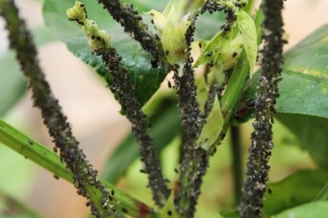 Aphids