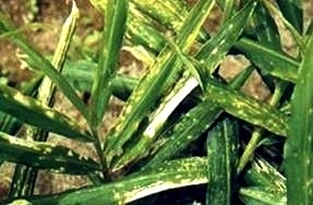 Blight and leaf spots