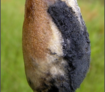 blossom rot.png