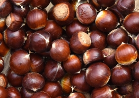 CHESTNUT.jpeg