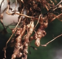 Root Knot Nematode