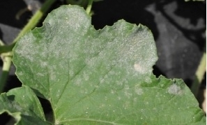 Anthracnose