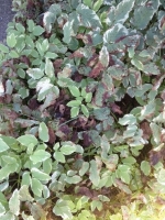 Downy Mildew