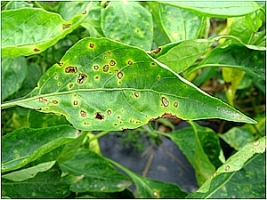 Bacterial Leaf Spot