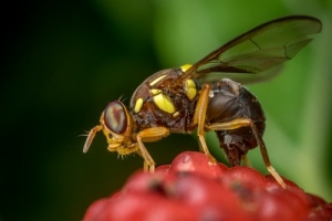 Yellow and Red Wasp