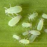 Aphids