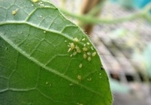 Aphids and Thrips