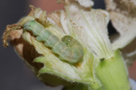 bud worm.png