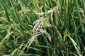 Stem borer rice.jpg