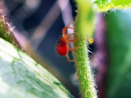 Red Spider Mite