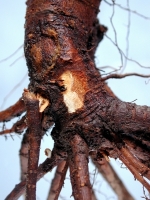 Root Rot