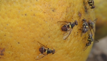 फल की मक्खी