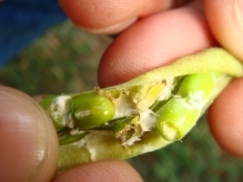 pod_borer green_gram_.jpg