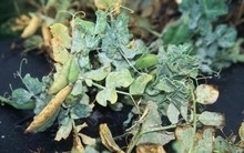 Powdery_mildew pea.jpg