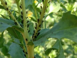 Safflower Aphid