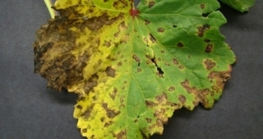 Cercospora leaf spot