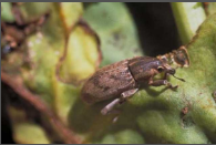 weevil.png