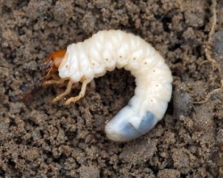 White Grub