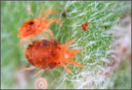 mite.png