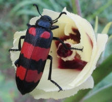 Blister Beetle