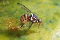 guava fruit_fly.png