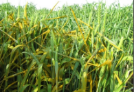 stripe - yellow rust.png