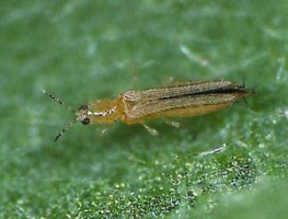 Thrips