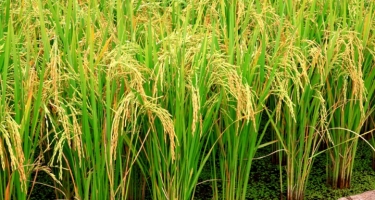 021717_LH_arsenic-plants_main.jpeg