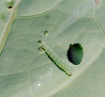 Diamondback Moth