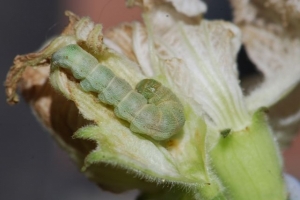 Budworm