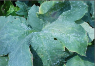 powdery mildew.png