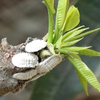 mango mealy bug.jpg