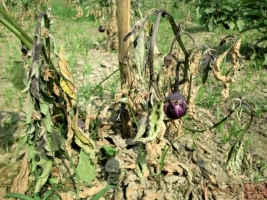 brinjal wilt.jpg