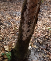 Tree decline and Root Rot