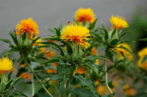 Safflower_Carthamus_tinctorius_050709b.jpg
