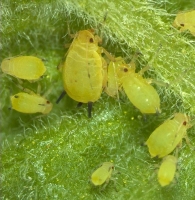 Aphids