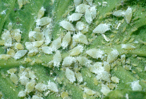 Aphids, leaf hopper and whitefly