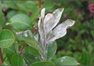 powdery mildew.png