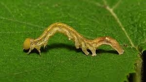 Semi Looper Caterpillar