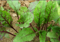 alternaria and cercospora leaf spot.png