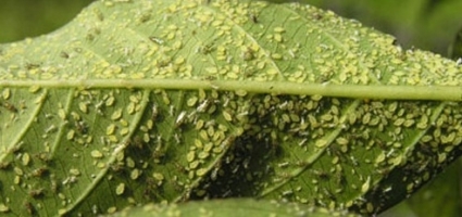 Aphids and Jassids