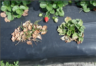 collar or root rot.png