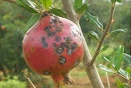 फल के धब्बे